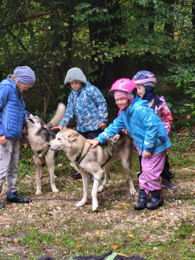 Schlittenhunde