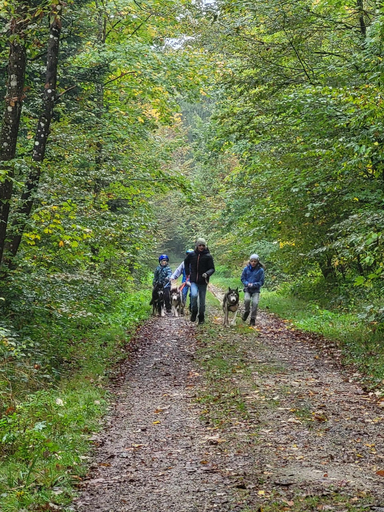 Schlittenhunde