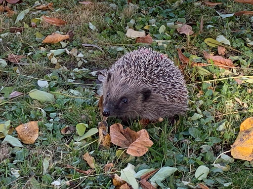 Igel