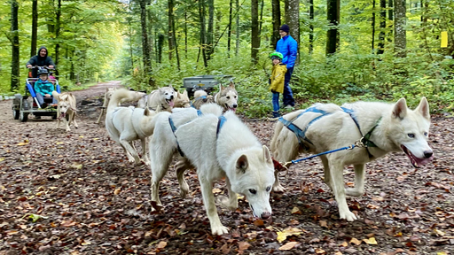 SCHLITTENHUNDE